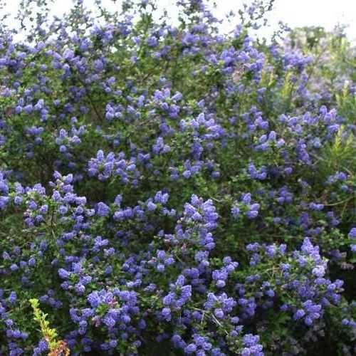 Ceanothus Mountain Haze - 2.5Ltr