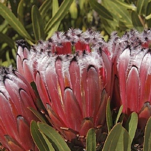 Protea Silver Tips - Pb6.5