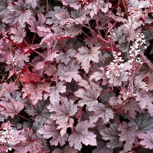 Heucherella Plum Cascade - 1.5Ltr