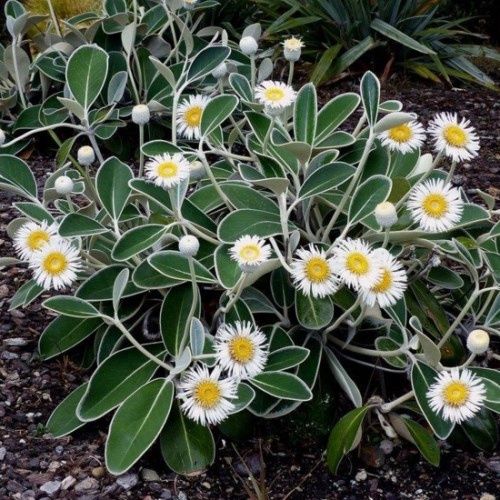 Pachystegia insignis, Marlborough Rock Daisy - Pot
