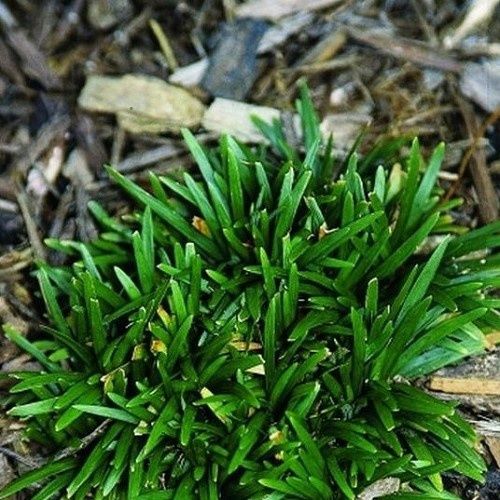 Ophiopogon Ultra Dwarf - Pot