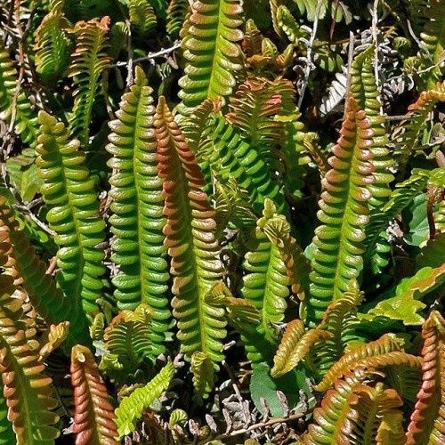 Blechnum penna-marina, Alpine Water Fern - Pot