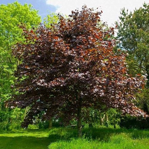 Acer Crimson King, Norway Maple