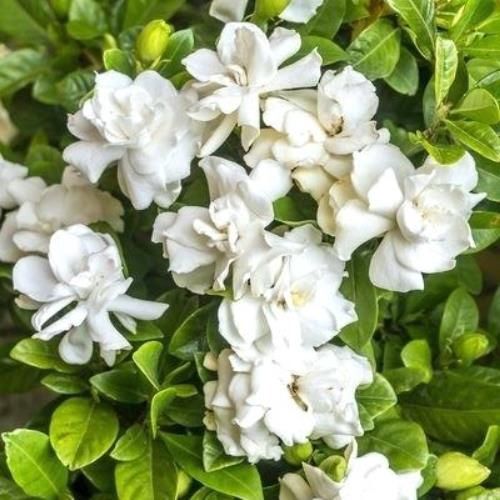 Gardenia Radicans - 0.5Ltr (15/20)