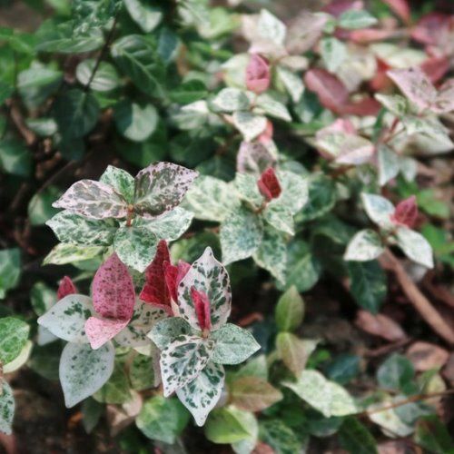 Trachelospermum Tricolour - 2Ltr