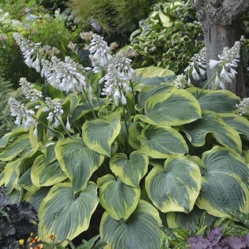Hosta Earth Angel - Pb3