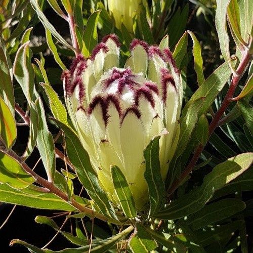 Protea lepidocarpodendron Green - 3.3Ltr