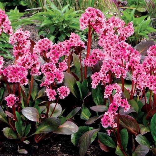 Bergenia Rotblum - Pb3/1.5Ltr