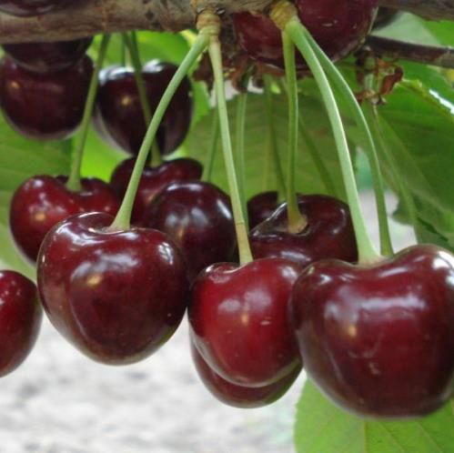 Cherry Summit - Pb12