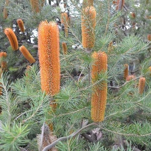 Banksia Orange Candles - 2Ltr (40/60)