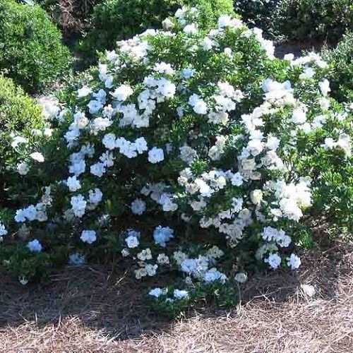 Gardenia Crown Jewels - 2.5Ltr