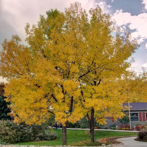 Fraxinus pennsylvanica, Green Ash - Pb6.5