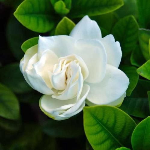 Gardenia Professor Pucci - 5Ltr