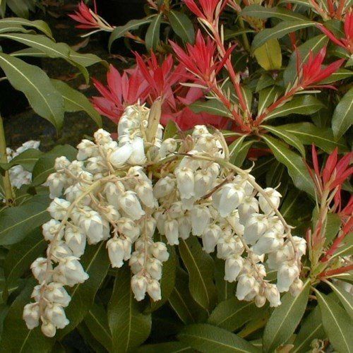 Pieris Forest Flame - Pb6.5 (30/40)