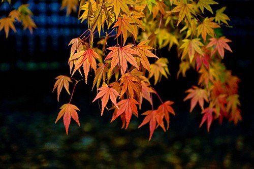 Acer oliverianum, Oliver's Maple - Pb28