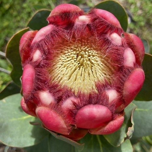 Protea grandiceps, Red Sugarbush