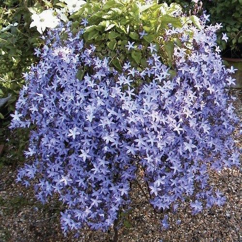 Campanula Blue Waterfall, Bellflower - Pb3