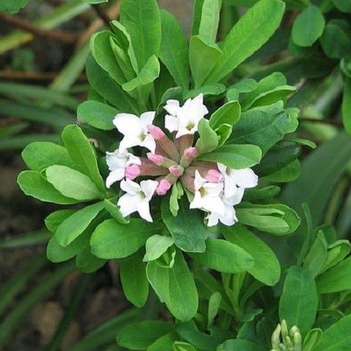 Daphne burkwoodii - Pot