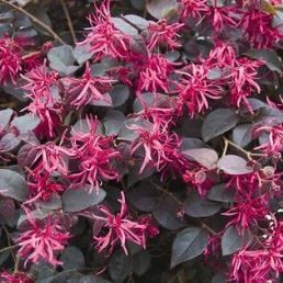Loropetalum Plum Gorgeous - 2.5Ltr
