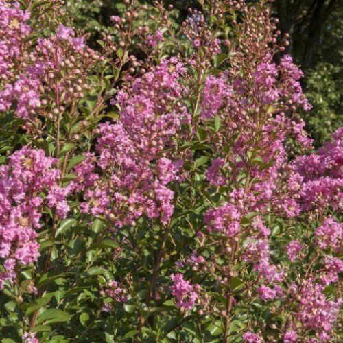 Lagerstroemia Soir D'ete, Crepe Myrtle - Pb12 (120/150)