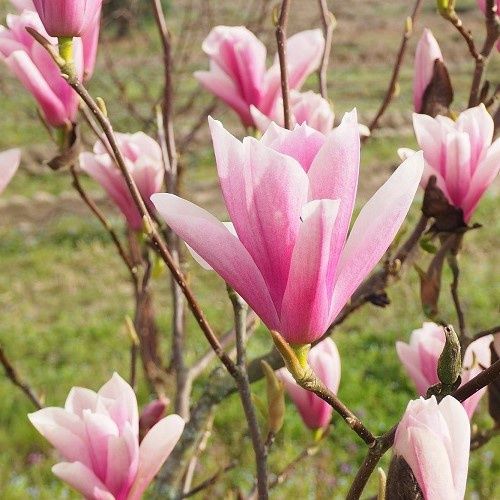 Magnolia Heaven Scent - 25Ltr