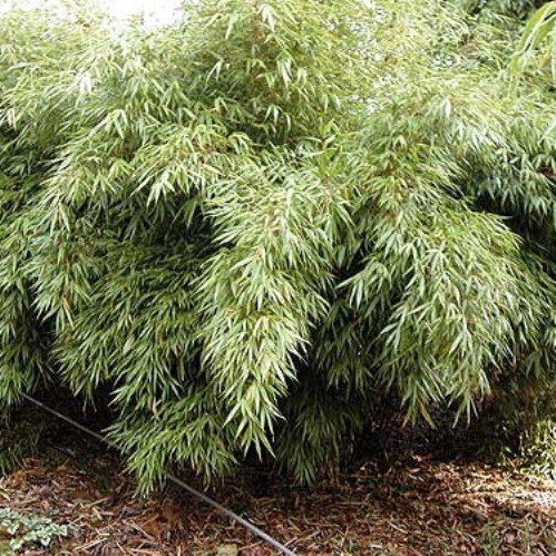 Arundinaria nitida - Bamboo - Pb6.5 (40/60)