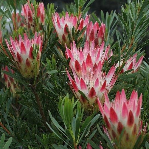Protea repens, Sugar Bush - 2.5Ltr