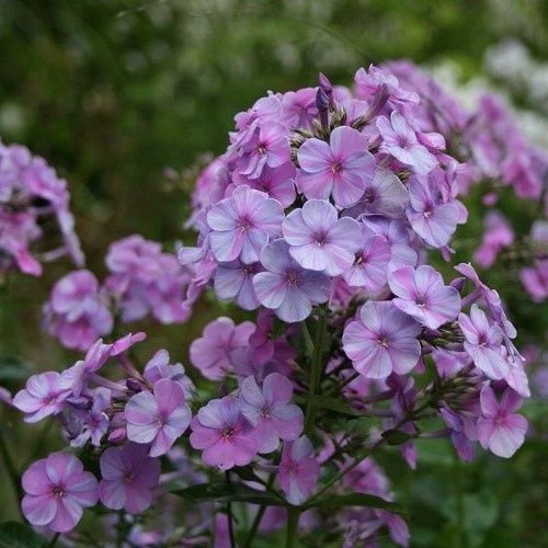 Phlox Lilac