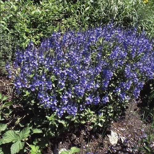 Veronica Oxford Blue - Pb3