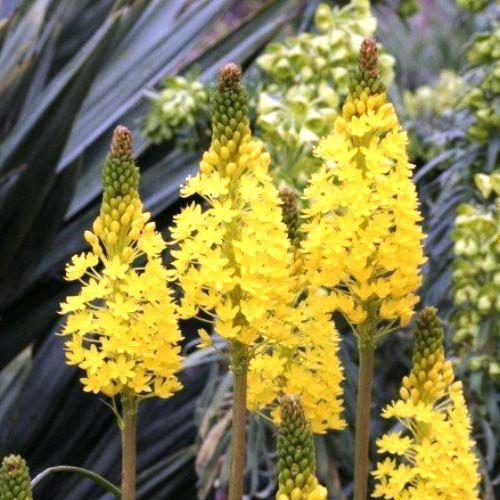 Bulbinella nutans - 2Ltr