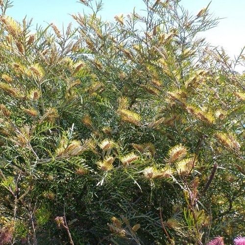 Grevillea Strawberry Blonde - Pb6.5