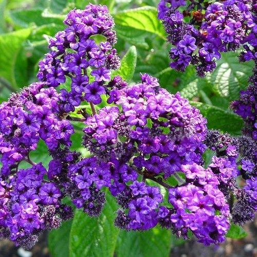 Heliotrope Cherry Pie - 1.4Ltr