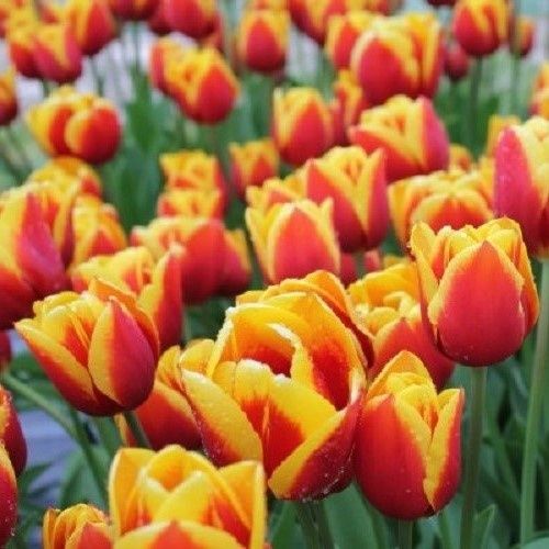 Tulip Kees Nelis