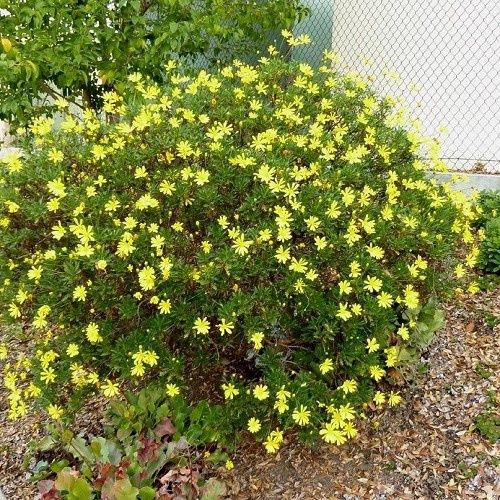 Euryops pectinatus Yellow - 1.4Ltr