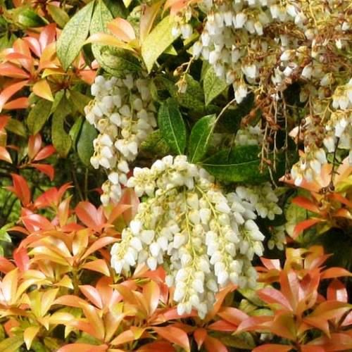 Pieris Mountain Fire - 2.5Ltr