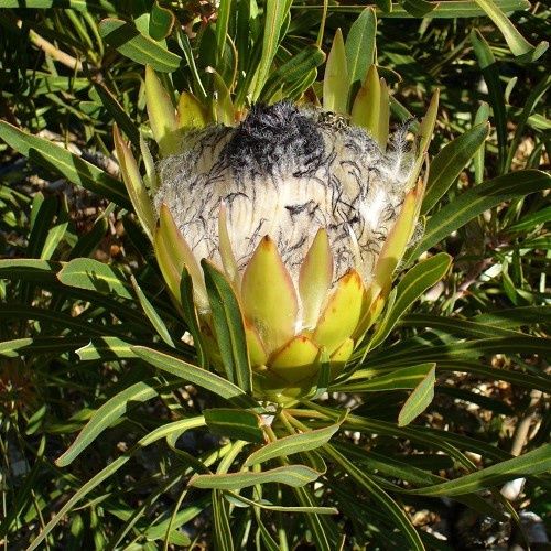 Protea longifolia, Long-leaf Sugar Bush - 3.5Ltr