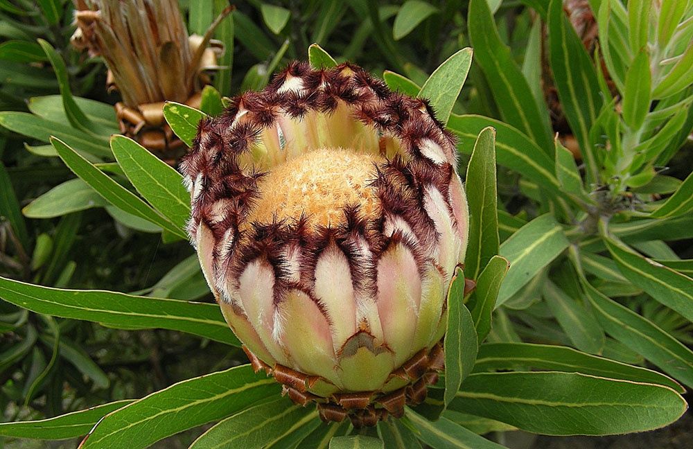 Protea lepidocarpodendron, Black Mink - 3.5Ltr
