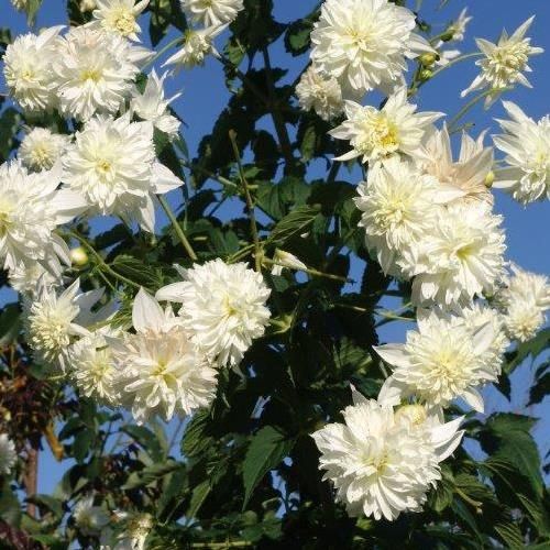 Dahlia imperialis Alba - Pb12/Pb18