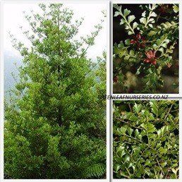 Phyllocladus trichomades, Celery Pine - Pb5