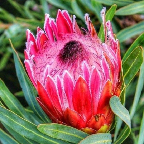 Protea Liebencherry, Long-leaf Sugarbush - 3.3Ltr
