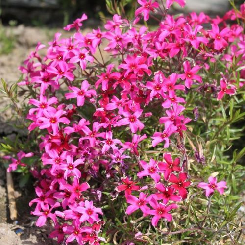 Phlox Scarlet Flame - Pb6.5