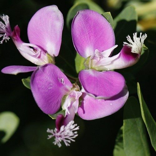 Polygala Grandis - 2.5Ltr