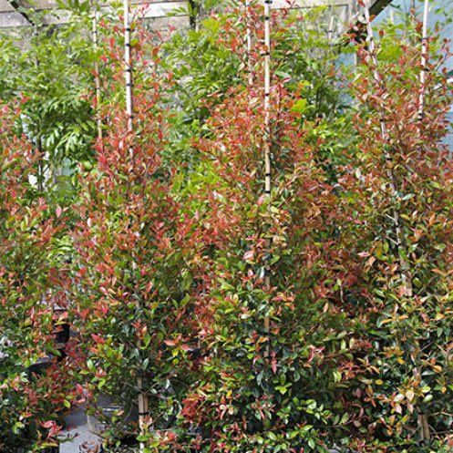 Syzygium Bronze Hedgemaster - 5Ltr