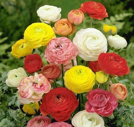 Ranunculus asiaticus - Mixed 100