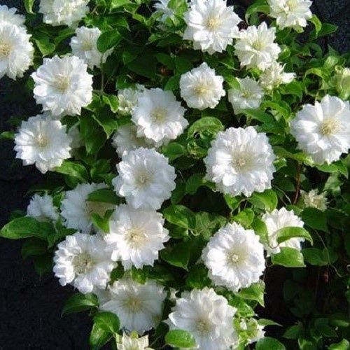 Clematis Duchess Of Edinburgh - 3.5Ltr