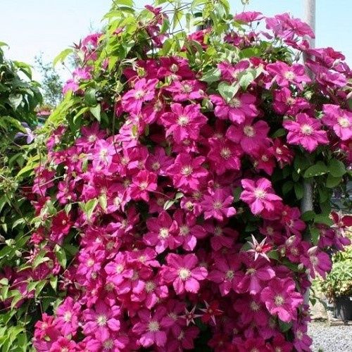 Clematis Ernest Markham - 3.5Ltr