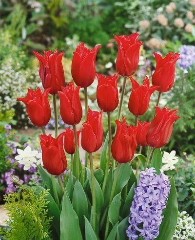 Tulips, Lily - Pretty Woman