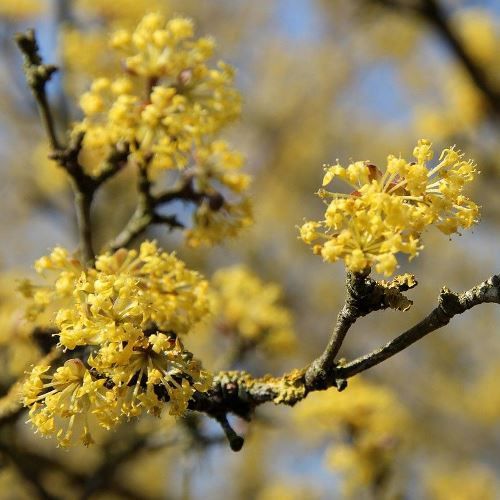 Cornus mas - Pb12