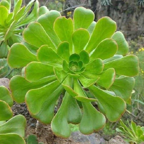 Aeonium Giant - 2.5Ltr