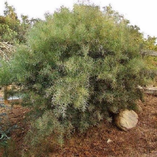 Acacia iteaphylla, Willow-leaf Wattle - Pb6.5